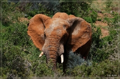 Addo Elephant NP